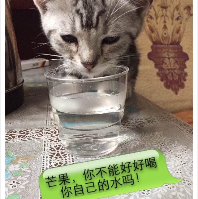 定制高仿日本东京成德大学文凭毕业证